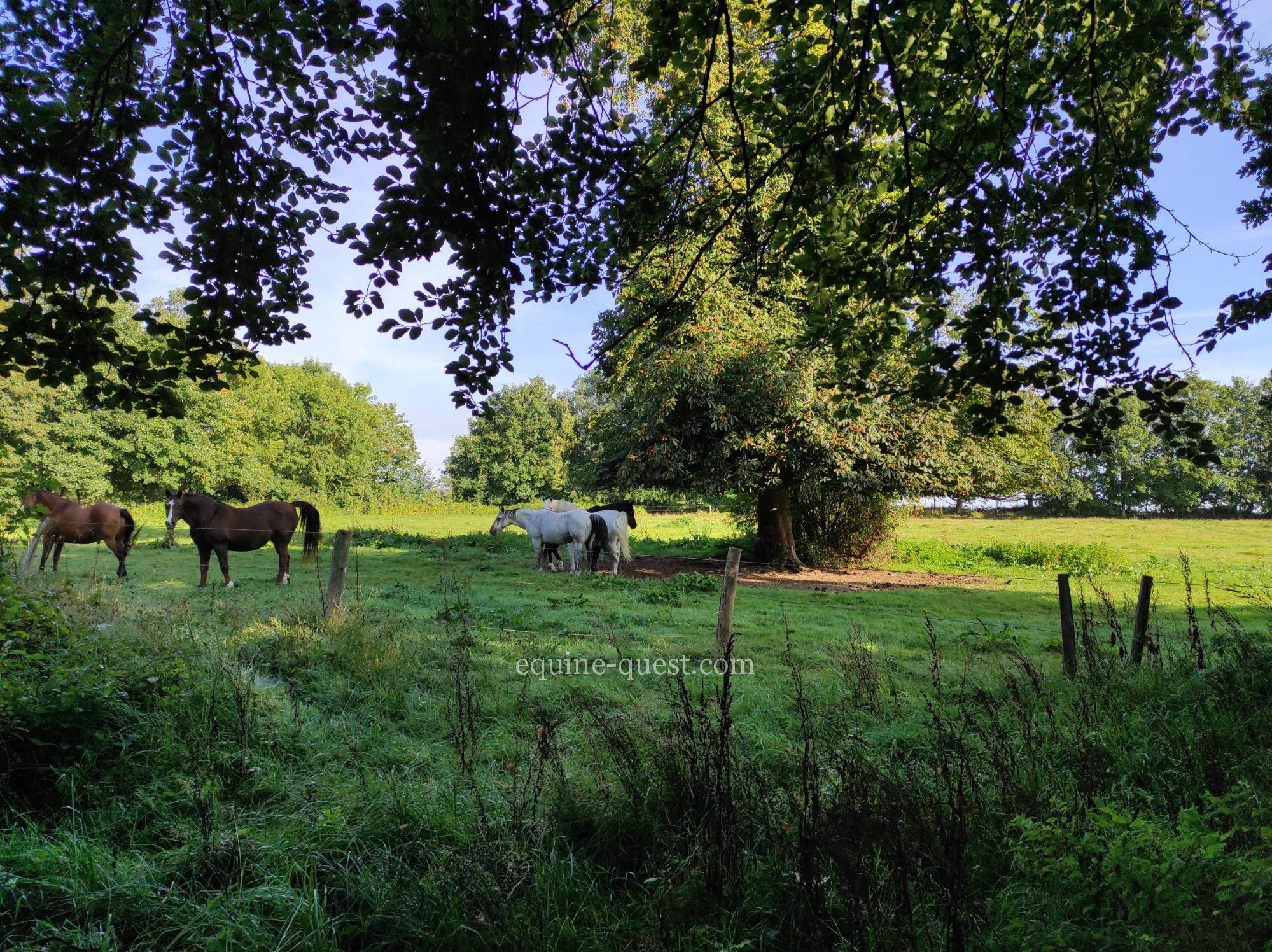 Equestrian property – Normandy -Saint Lo area