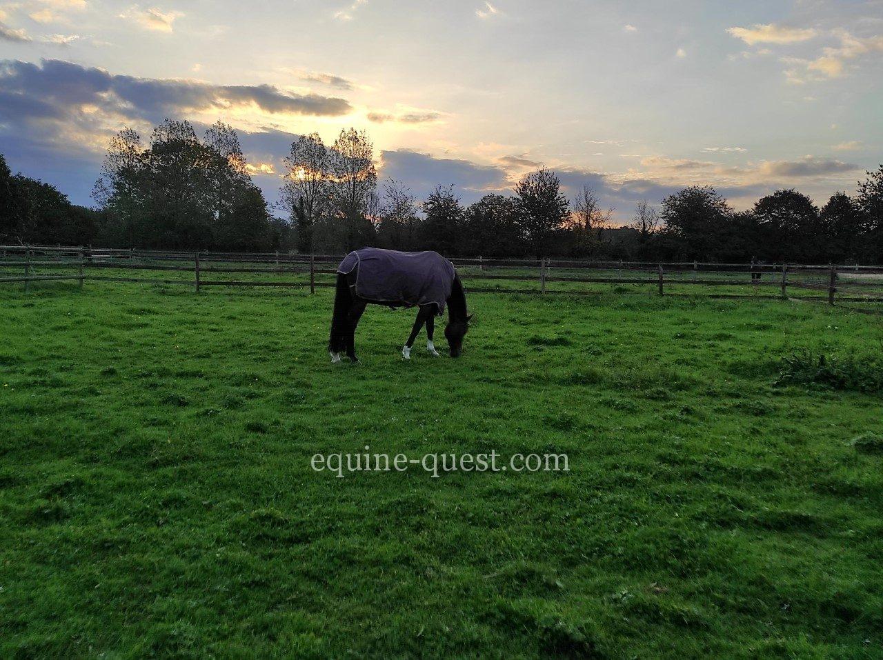 Normandy – Pays d’Auge area-  Breeding stud – Equestrian facility