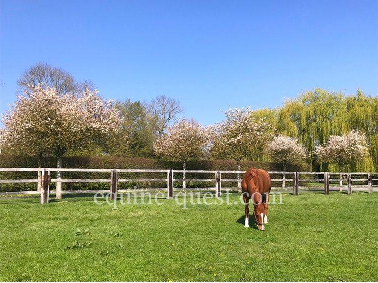 Normandie Pays d&rsquo;Auge : Propriété équestre 25 hectares